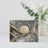 Carte Postale Puffball OBX (Debout devant)