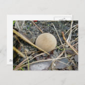 Carte Postale Puffball OBX (Devant / Derrière)