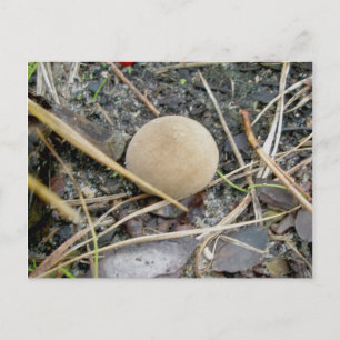 Carte Postale Puffball OBX