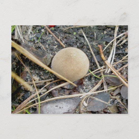 Carte Postale Puffball OBX (Devant)