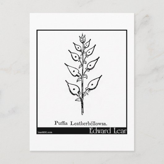 Carte Postale Puffia Leatherbellowsa. (Devant)