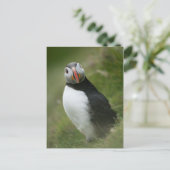Carte postale Puffin (Debout devant)
