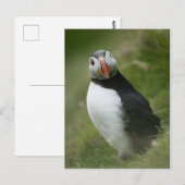 Carte postale Puffin (Devant / Derrière)