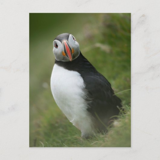 Carte postale Puffin (Devant)