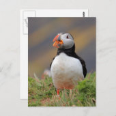 Carte Postale Puffin (Devant / Derrière)
