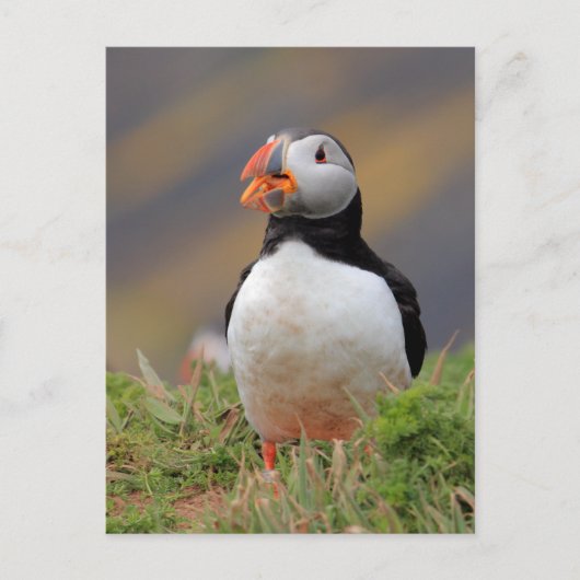 Carte Postale Puffin (Devant)
