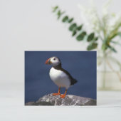 Carte Postale Puffin (Debout devant)