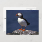 Carte Postale Puffin (Devant / Derrière)