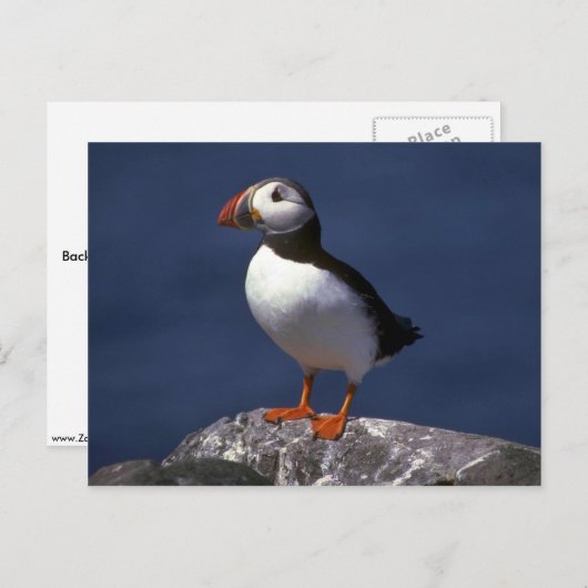 Carte Postale Puffin (Devant / Derrière)