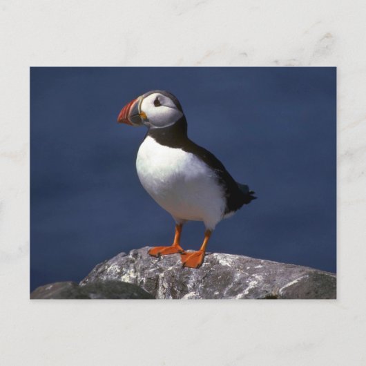 Carte Postale Puffin (Devant)
