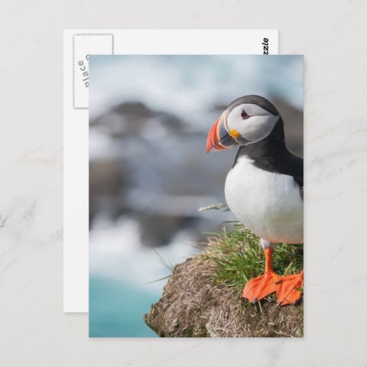Carte Postale Puffin (Devant / Derrière)