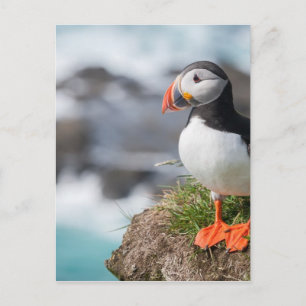 Carte Postale Puffin