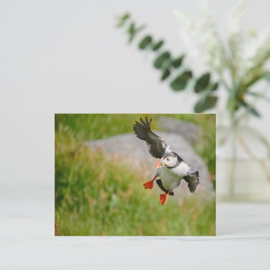 Carte postale Puffin (Debout devant)
