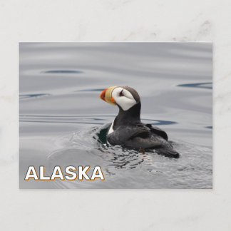 Carte Postale Puffin À Cornes En Alaska