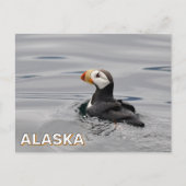 Carte Postale Puffin À Cornes En Alaska (Devant)