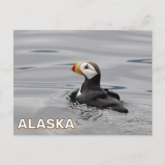 Carte Postale Puffin À Cornes En Alaska (Devant)