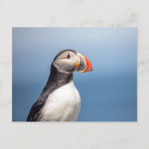 Carte Postale Puffin Atlantique en Machias, Maine