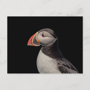 Carte Postale Puffin Atlantique en Machias, Maine