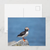 Carte Postale Puffin Atlantique en Machias, Maine (Devant / Derrière)