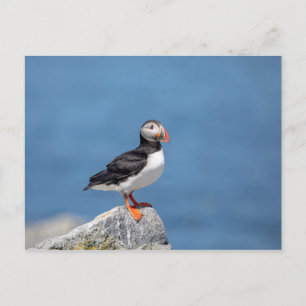 Carte Postale Puffin Atlantique en Machias, Maine