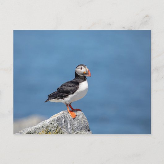 Carte Postale Puffin Atlantique en Machias, Maine (Devant)