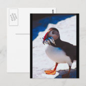 Carte Postale Puffin avec poisson (Devant / Derrière)