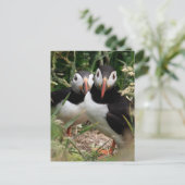 Carte Postale Puffin Couple (Debout devant)