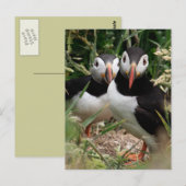 Carte Postale Puffin Couple (Devant / Derrière)