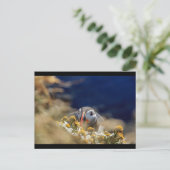 Carte Postale Puffin dans la masquage (Debout devant)