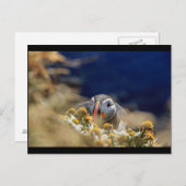 Carte Postale Puffin dans la masquage (Devant / Derrière)