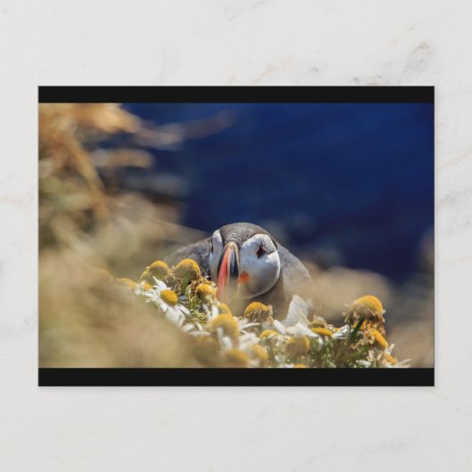 Carte Postale Puffin dans la masquage (Devant)
