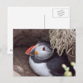 Carte Postale Puffin dans un bourgeon (Devant / Derrière)
