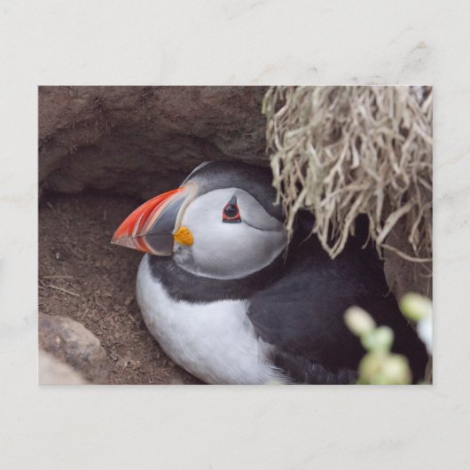Carte Postale Puffin dans un bourgeon (Devant)