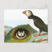 Carte Postale Puffin de John James Audubon (Devant)