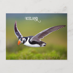 Carte Postale Puffin d'Islande