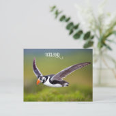 Carte Postale Puffin d'Islande (Debout devant)