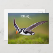 Carte Postale Puffin d'Islande (Devant / Derrière)