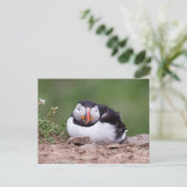 Carte Postale Puffin dormant (Debout devant)