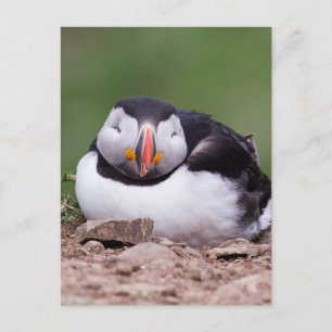 Carte Postale Puffin dormant