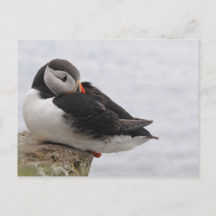 Carte Postale Puffin dormant