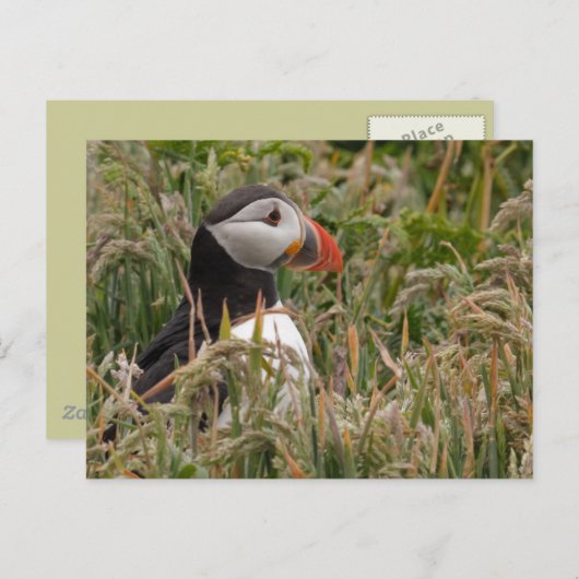 Carte Postale Puffin en herbe (Devant / Derrière)