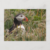 Carte Postale Puffin en herbe (Devant)