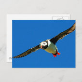 Carte Postale Puffin en vol (Devant / Derrière)