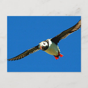 Carte Postale Puffin en vol