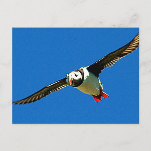 Carte Postale Puffin en vol (Devant)