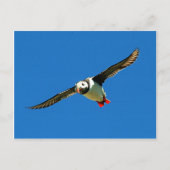 Carte Postale Puffin en vol squelette Iles Irlande (Devant)