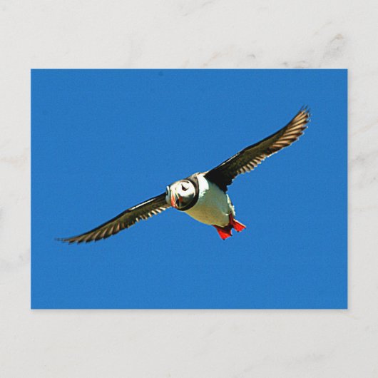 Carte Postale Puffin en vol squelette Iles Irlande (Devant)