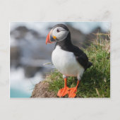 Carte Postale Puffin Fratercula arctica à Látrabjarg Islande (Devant)