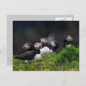 Carte Postale Puffin Gang (Devant / Derrière)
