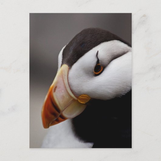 Carte Postale Puffin Horned 9028 (Devant)